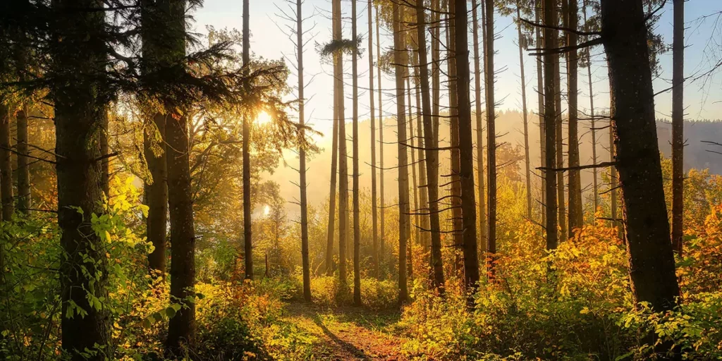 Investir Foret
